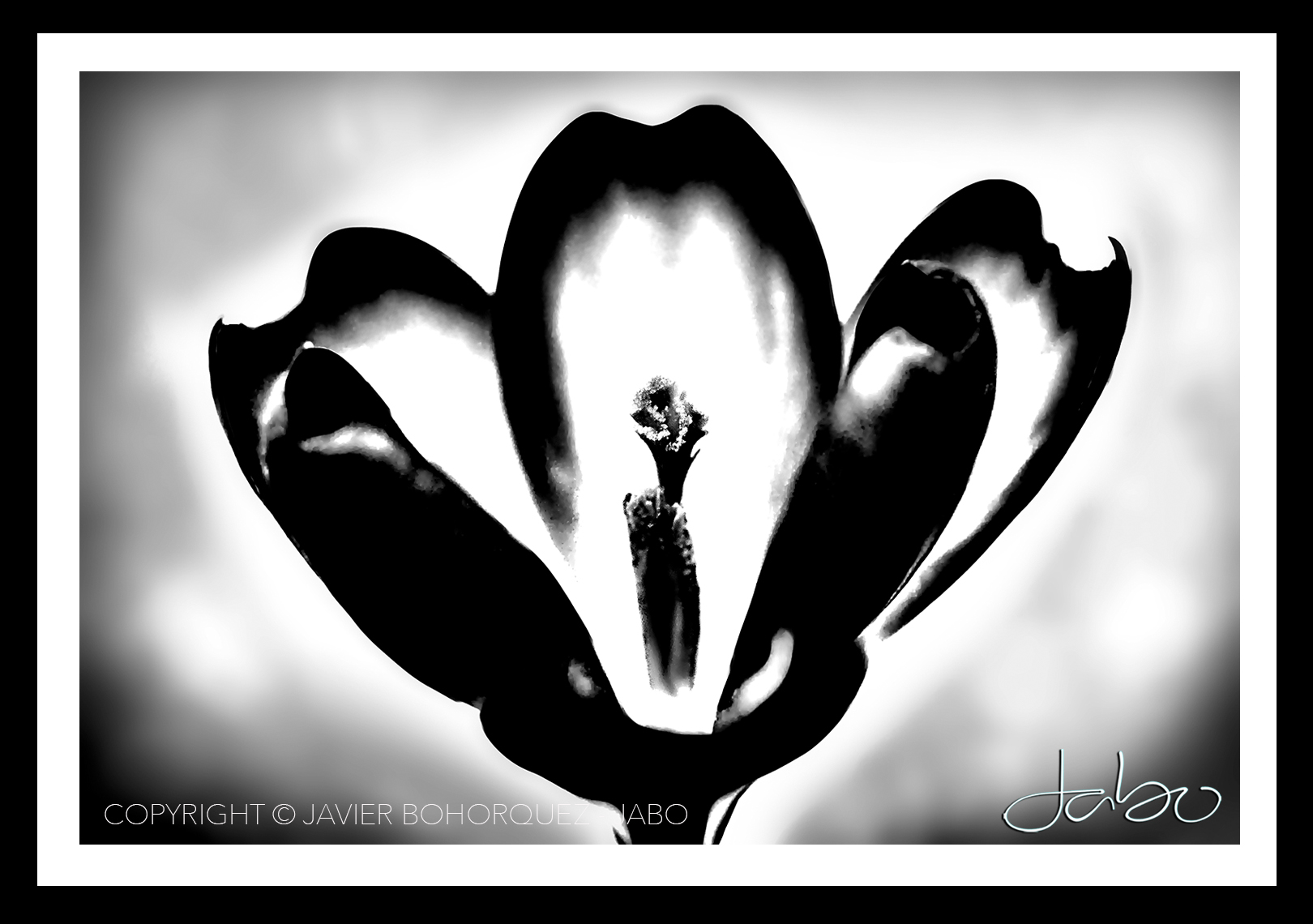 JABO PHOTOGRAPHY DALLAS ARTIST JABO GALLERY BLACK AND WHITE ‘Croscus’